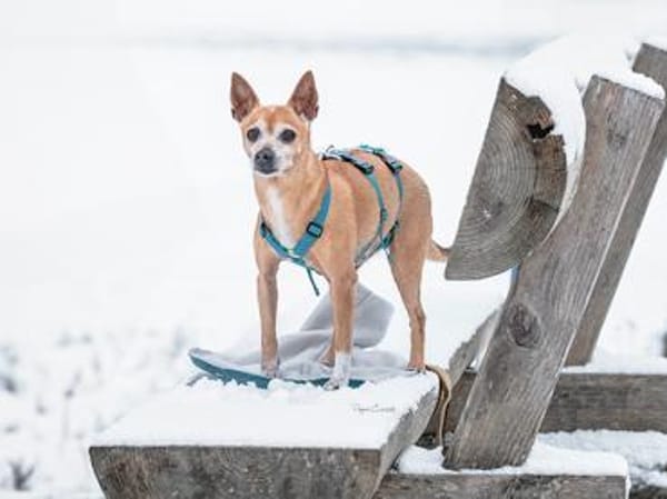 Mia sucht neue Familie