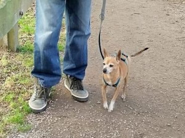 Mia sucht neue Familie