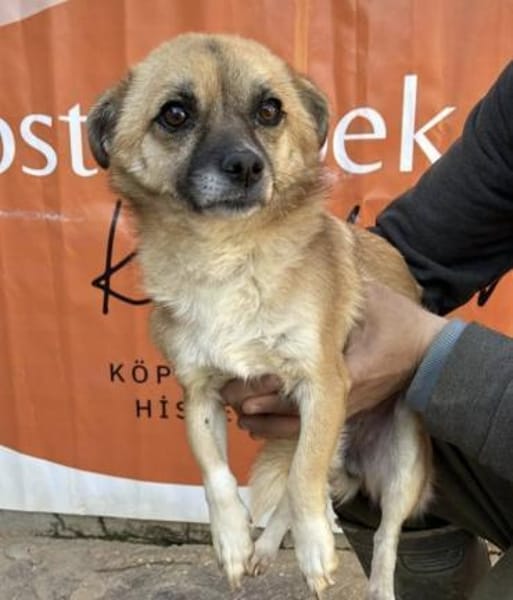 Fee💜sucht Pflegestelle/Endstelle