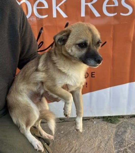 Fee💜sucht Pflegestelle/Endstelle