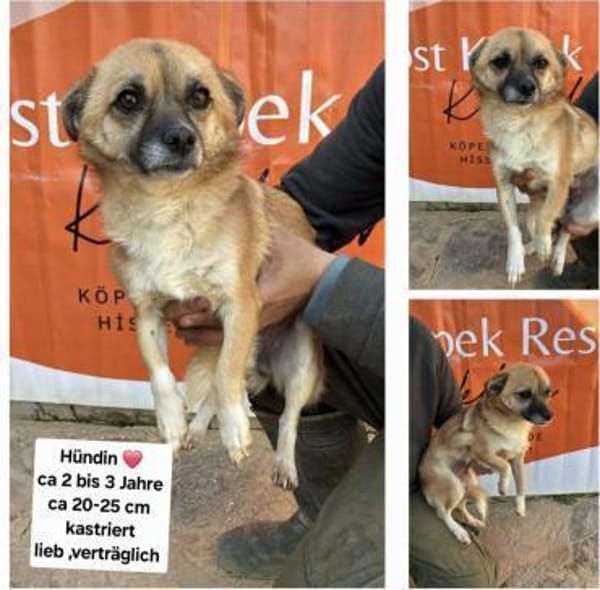 Fee💜sucht Pflegestelle/Endstelle