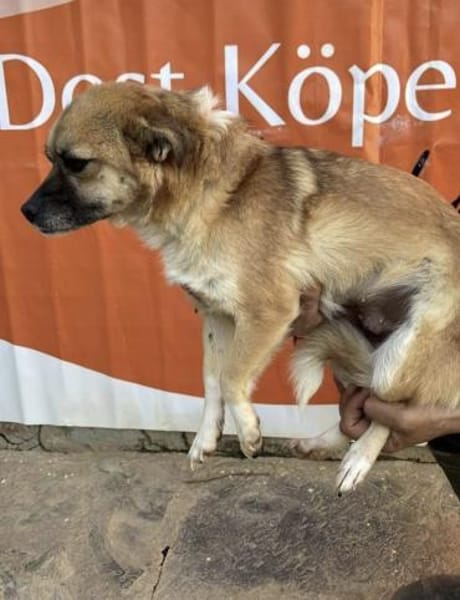 Fee💜sucht Pflegestelle/Endstelle