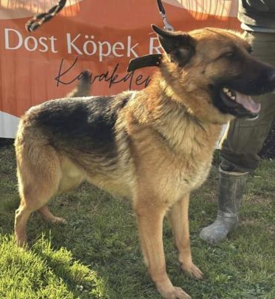 Roket 💙sucht Pflegestelle/Endstelle