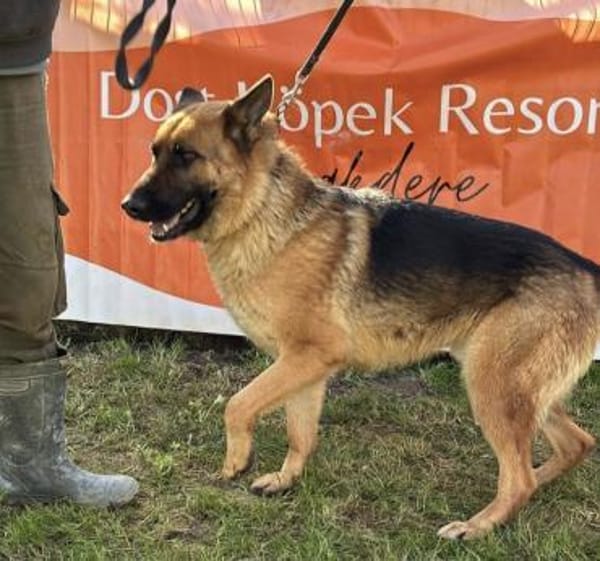 Roket 💙sucht Pflegestelle/Endstelle