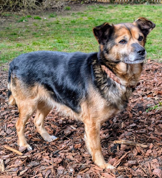 Susi ist eine liebe, kleine Hündin