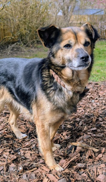 Susi ist eine liebe, kleine Hündin