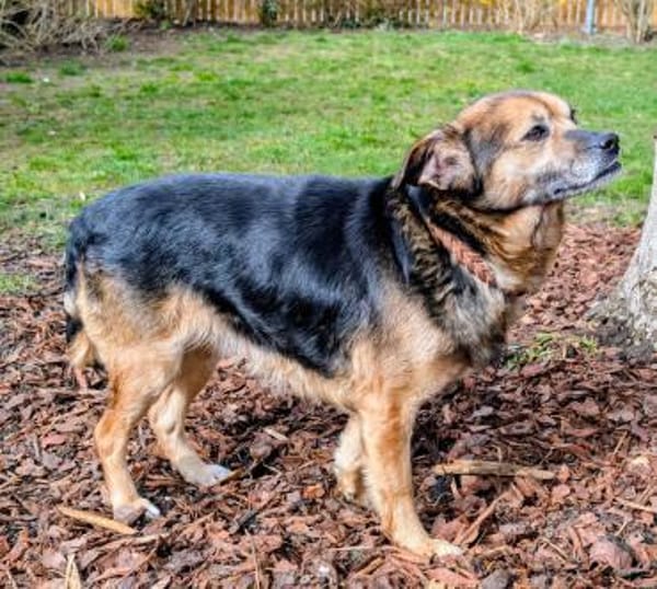 Susi ist eine liebe, kleine Hündin