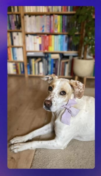 WOLKE  eine sanfte Seele auf der Suche