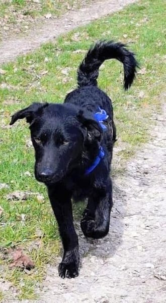 Schlauer Pino sucht ein Zuhause