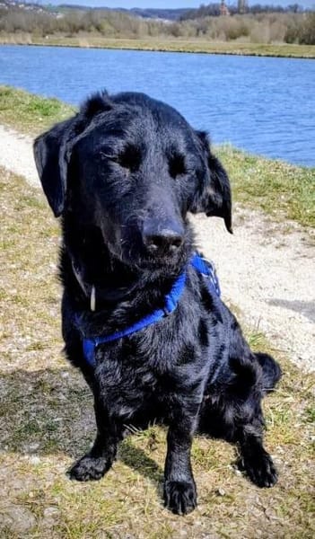 Schlauer Pino sucht ein Zuhause