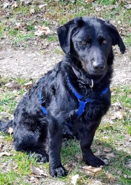 Schlauer Pino sucht ein Zuhause