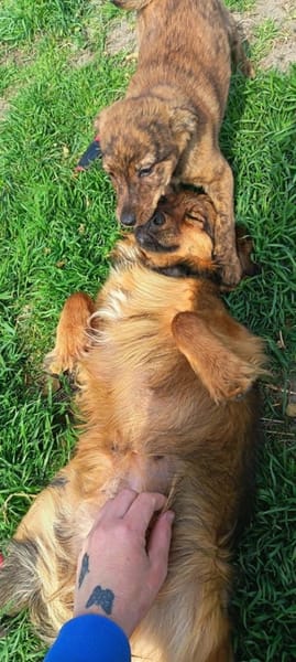 Hübsche Medyson sucht euch