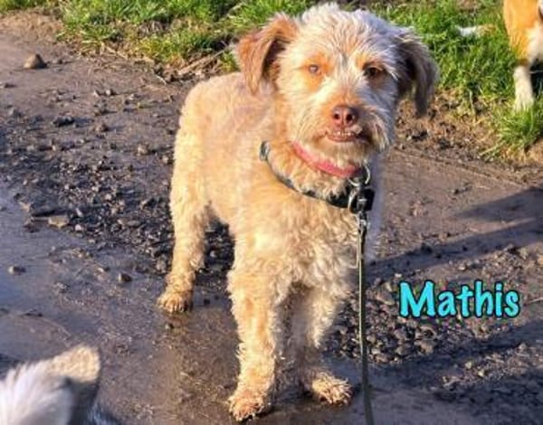 Mathis kleiner TerrierMix in Deutschland