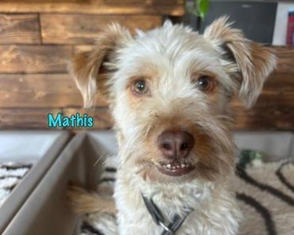 Mathis kleiner TerrierMix in Deutschland