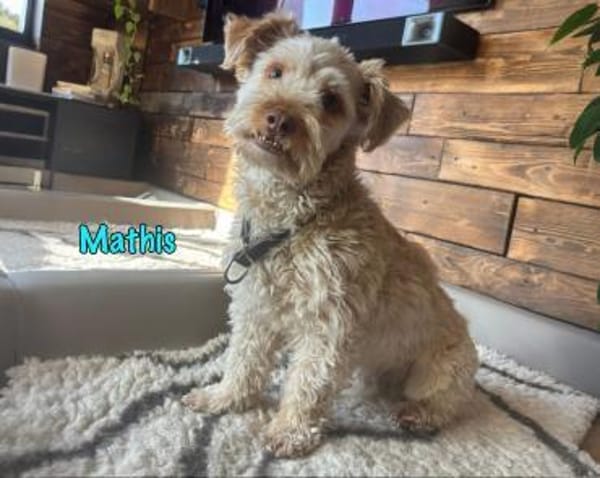 Mathis kleiner TerrierMix in Deutschland