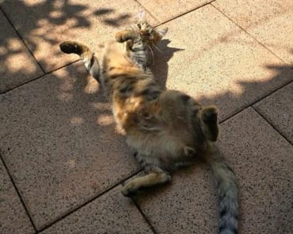 Robin, verkuschelter Tiger, ca. 1 Jahr