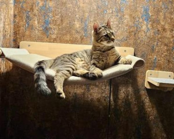 Robin, verkuschelter Tiger, ca. 1 Jahr