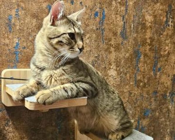 Robin, verkuschelter Tiger, ca. 1 Jahr