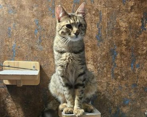 Robin, verkuschelter Tiger, ca. 1 Jahr