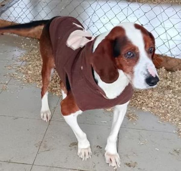 PETER PAN - lieber, sozialer Rüde......