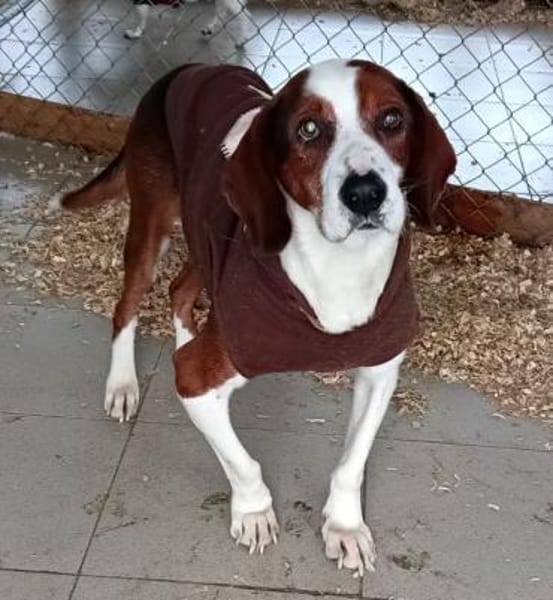 PETER PAN - lieber, sozialer Rüde......