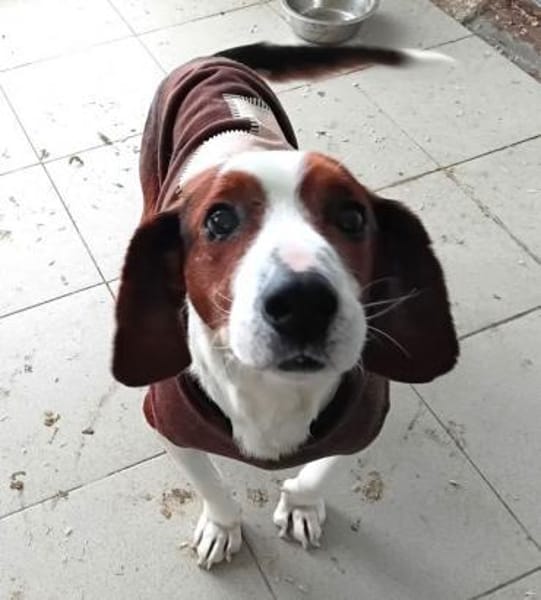 PETER PAN - lieber, sozialer Rüde......