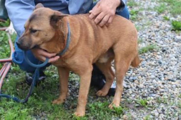 Chevy - sehr freundlich u. verträglich