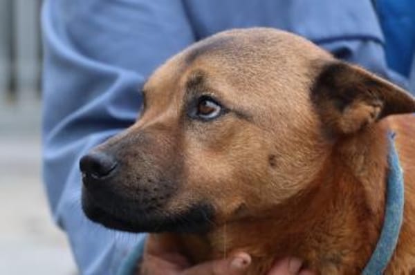 Chevy - sehr freundlich u. verträglich