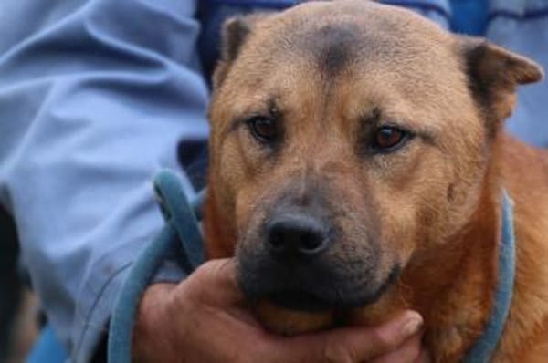 Chevy - sehr freundlich u. verträglich