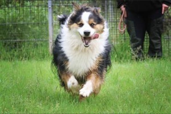 Basco sucht ein Zuhause