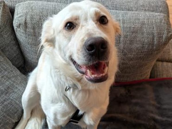 wer gibt Sunny ein Zuhause?