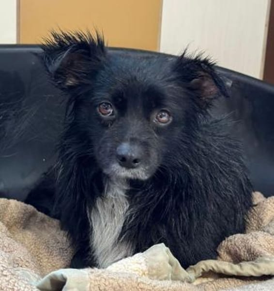 ZELDA-zauberhafte, hübsche Hündin