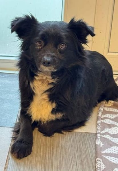 ZELDA-zauberhafte, hübsche Hündin