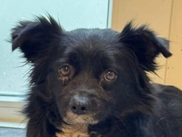 ZELDA-zauberhafte, hübsche Hündin