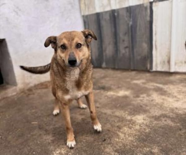 Amy💜 sucht Pflegestelle/Endstelle