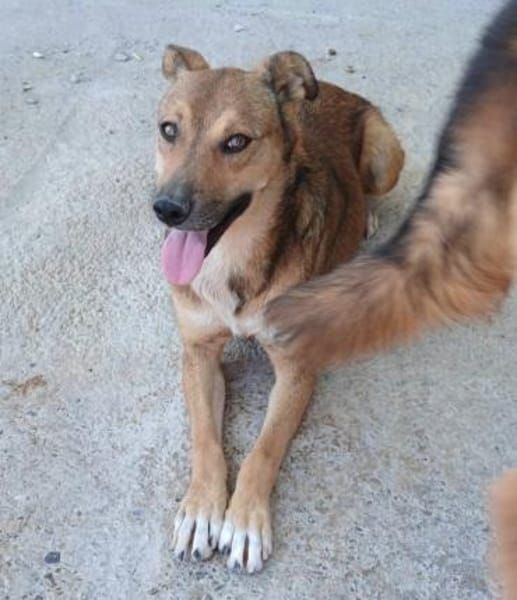 Amy💜 sucht Pflegestelle/Endstelle