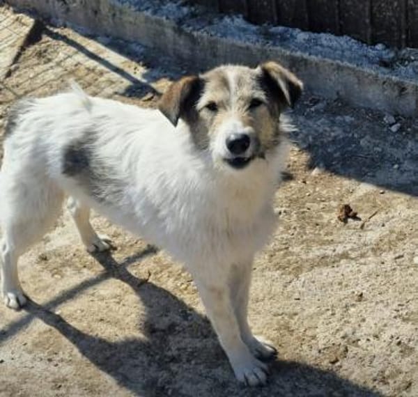 Sunshine ❤🍀 sucht Pflegestelle/Endstel