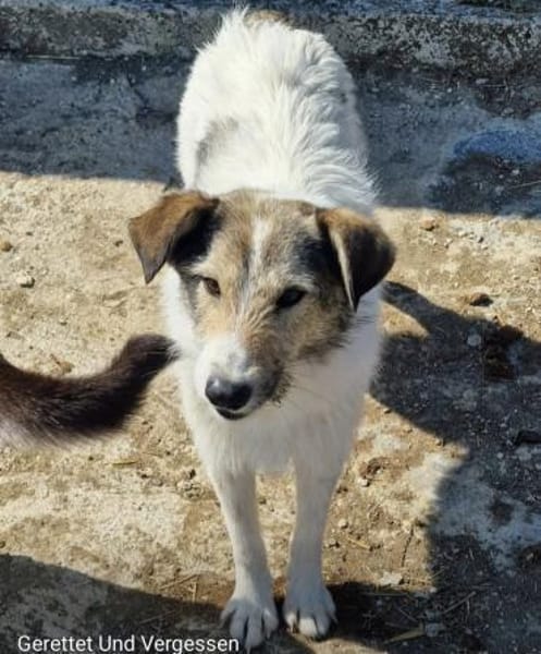 Sunshine ❤🍀 sucht Pflegestelle/Endstel