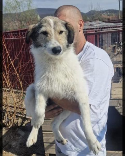 Sunshine ❤🍀 sucht Pflegestelle/Endstel