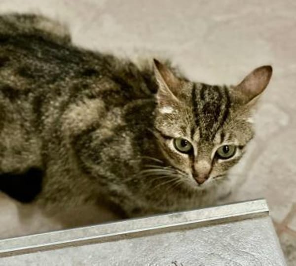 Tigermädchen Flia sucht ihre Familie