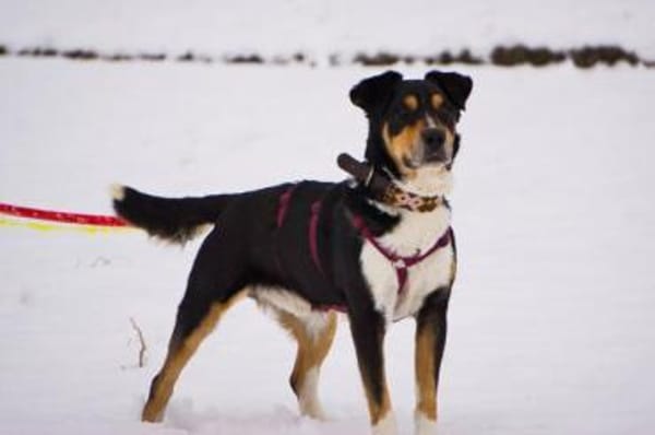 Aktiver Senior Maik1 sucht ein Zuhause