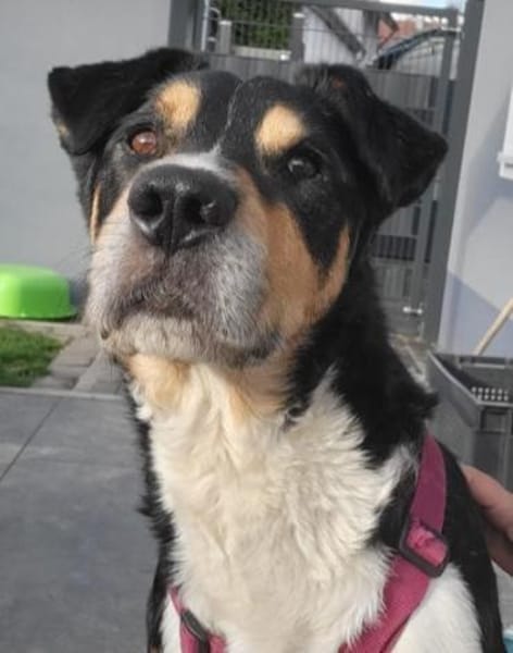 Aktiver Senior Maik1 sucht ein Zuhause