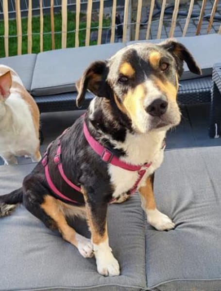 Aktiver Senior Maik1 sucht ein Zuhause