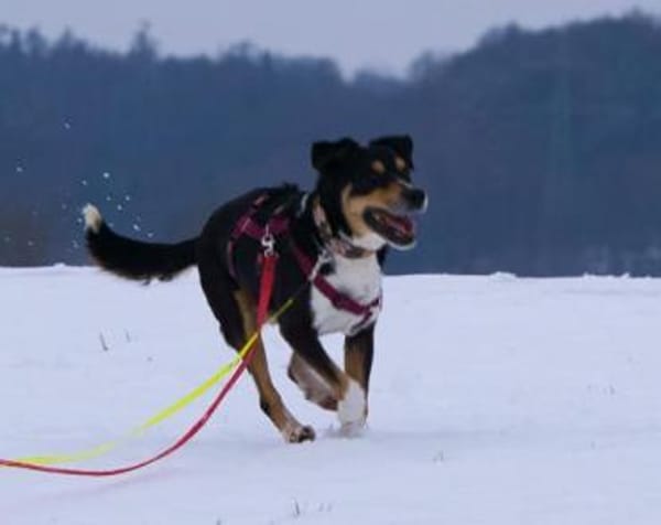 Aktiver Senior Maik1 sucht ein Zuhause