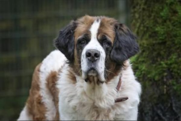 Mia & Oskar suchen ein Zuhause