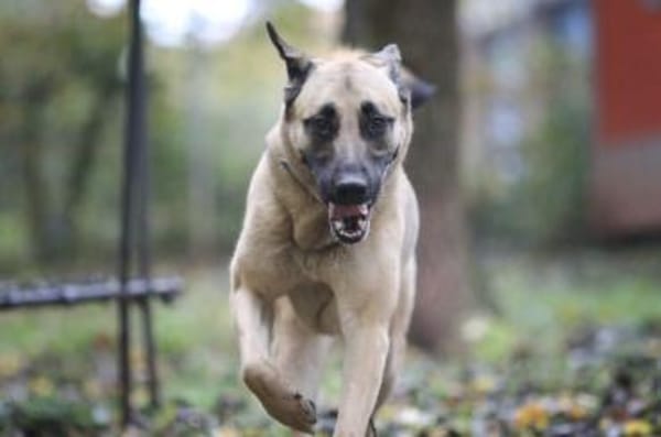 Bailey sucht ein großes Zuhause