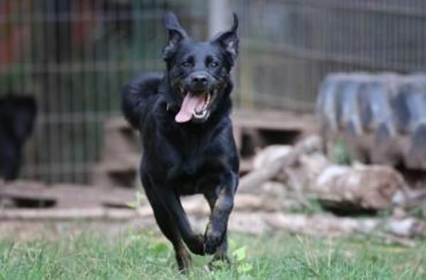 Kaya sucht ihre Familie