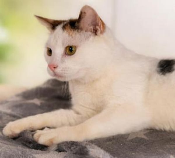 Lucy  sehr verschmuste Katze Einzelplat