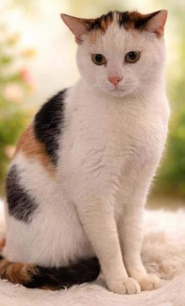 Lucy  sehr verschmuste Katze Einzelplat