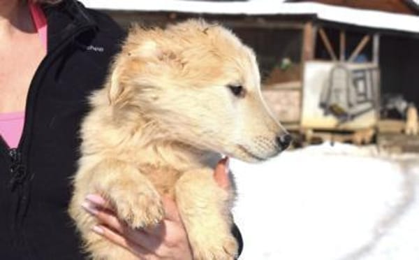 Wer verliebt sich in Zwackelmann?